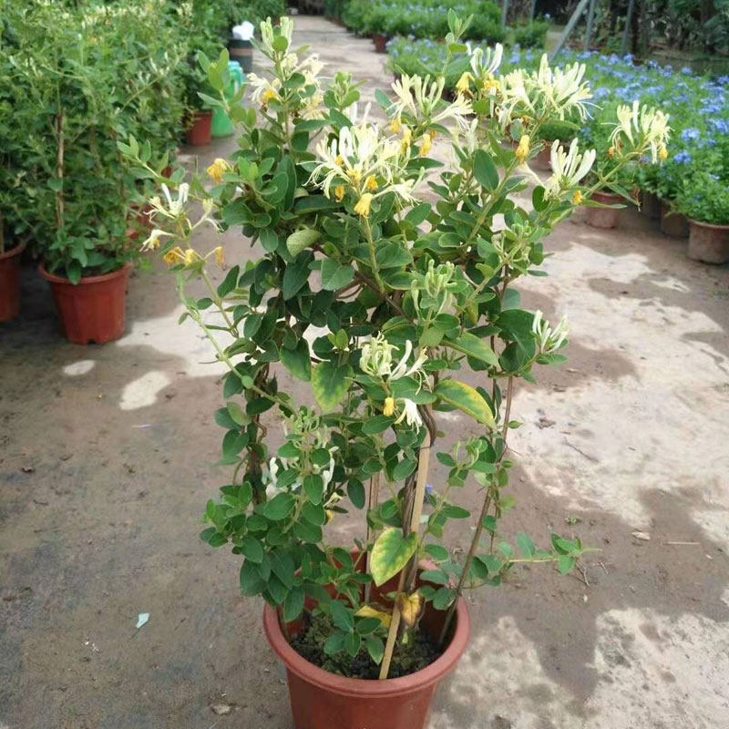 金银花盆栽树苗老桩花苞鸳鸯藤花庭庭院阳台植物时令草本花卉