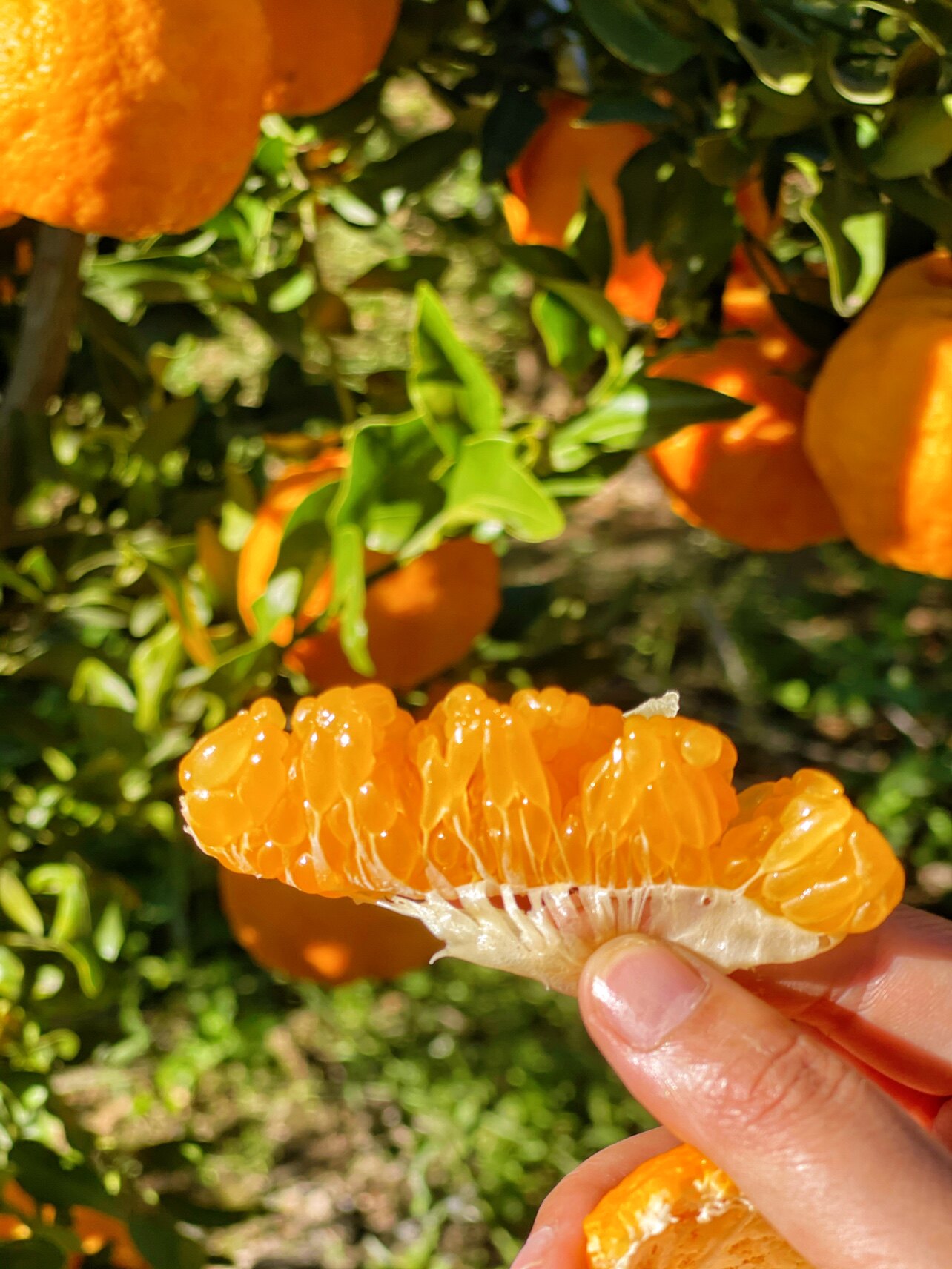 正宗宾川椪柑云南柑橘芦柑新鲜橘子桔子带叶桔子