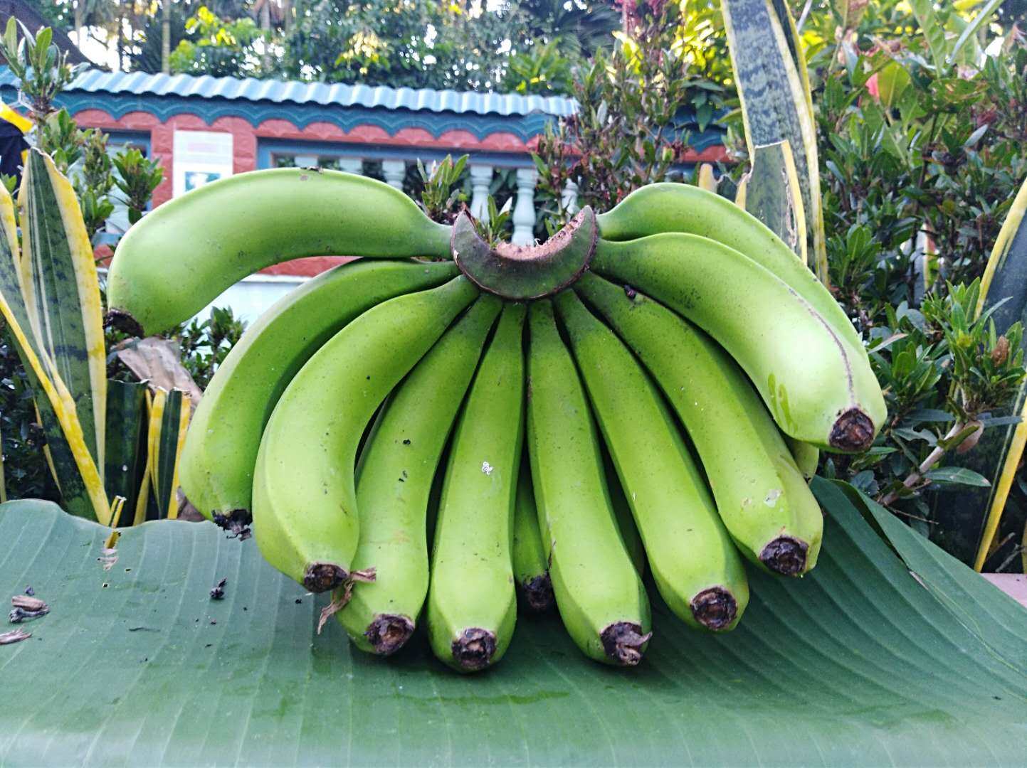 5斤装海南香蕉青皮芽蕉水果包邮香蕉