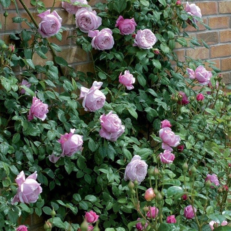自由精神爬藤月季欧月奥斯汀藤本月季浓香阳台庭院时令草本花卉