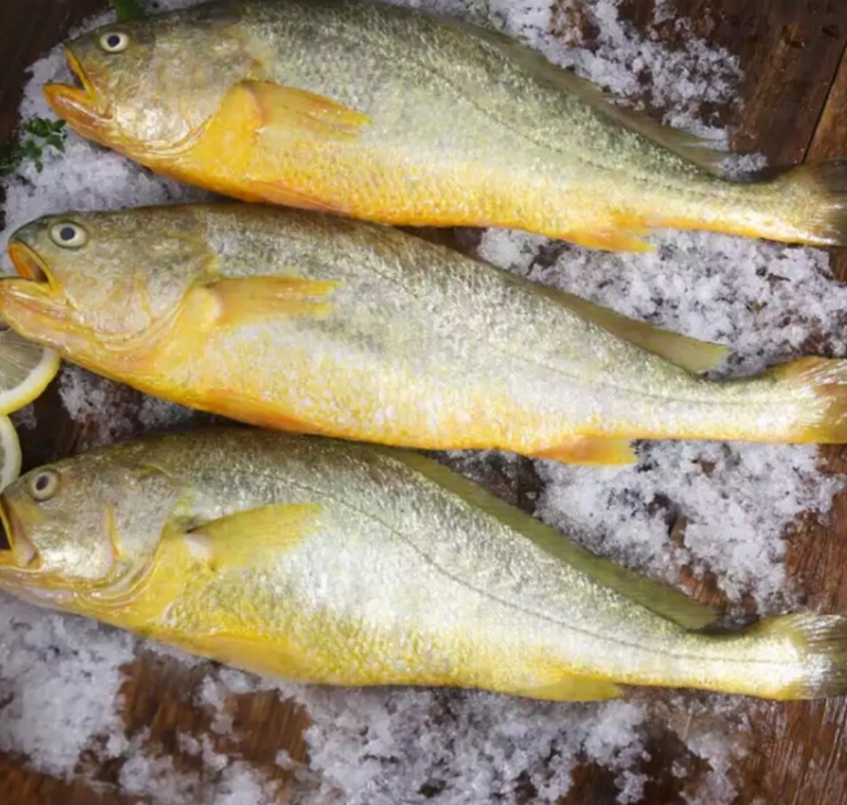 新鲜大黄黄花鱼鲜活大黄鱼冷冻黄鱼海鱼海鲜15斤黄鱼