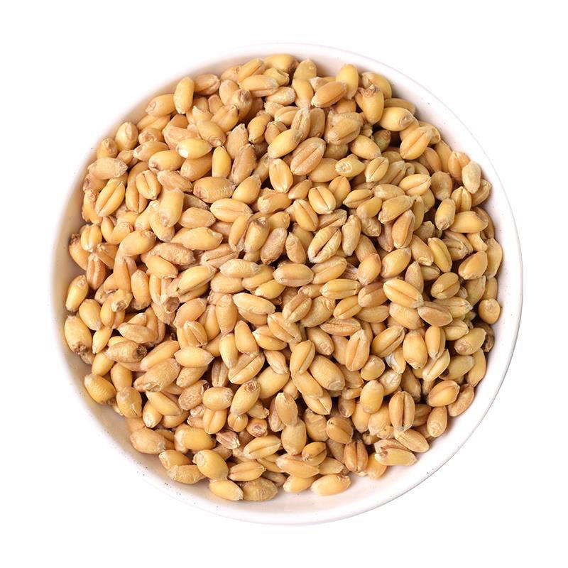 新鲜无硫精品淮小麦500克颗颗饱满新货 甘麦大枣汤