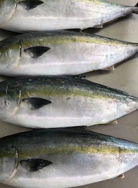 深海放血生食用鰤鱼青油甘鱼生冰鲜