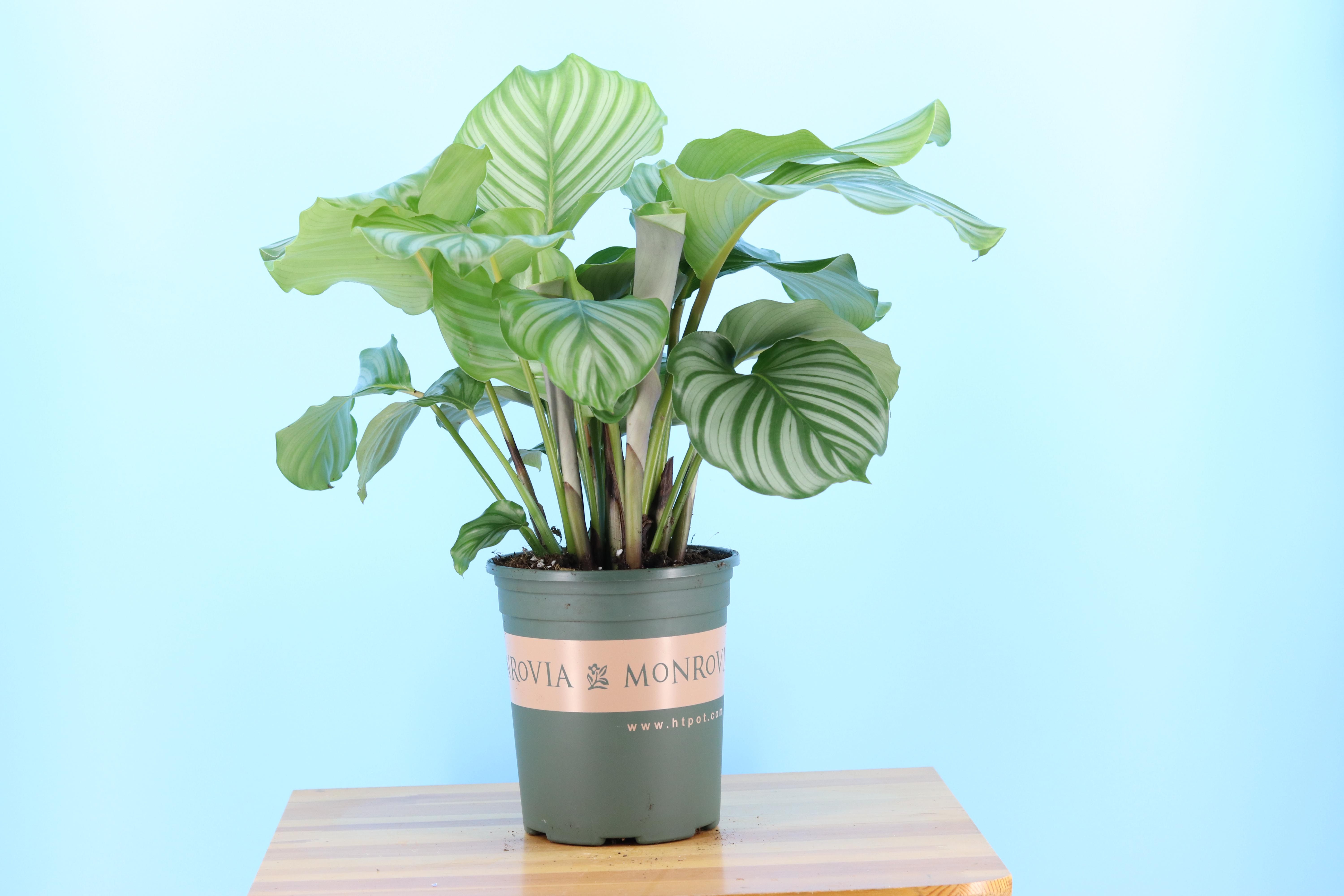 叶植物喜绿植室内盆栽办公室净化空气青苹果竹芋绿植