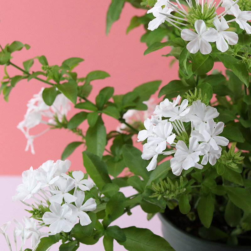 蓝雪花白雪花雪花大苗爬藤多年生花开不断种好发货绿植