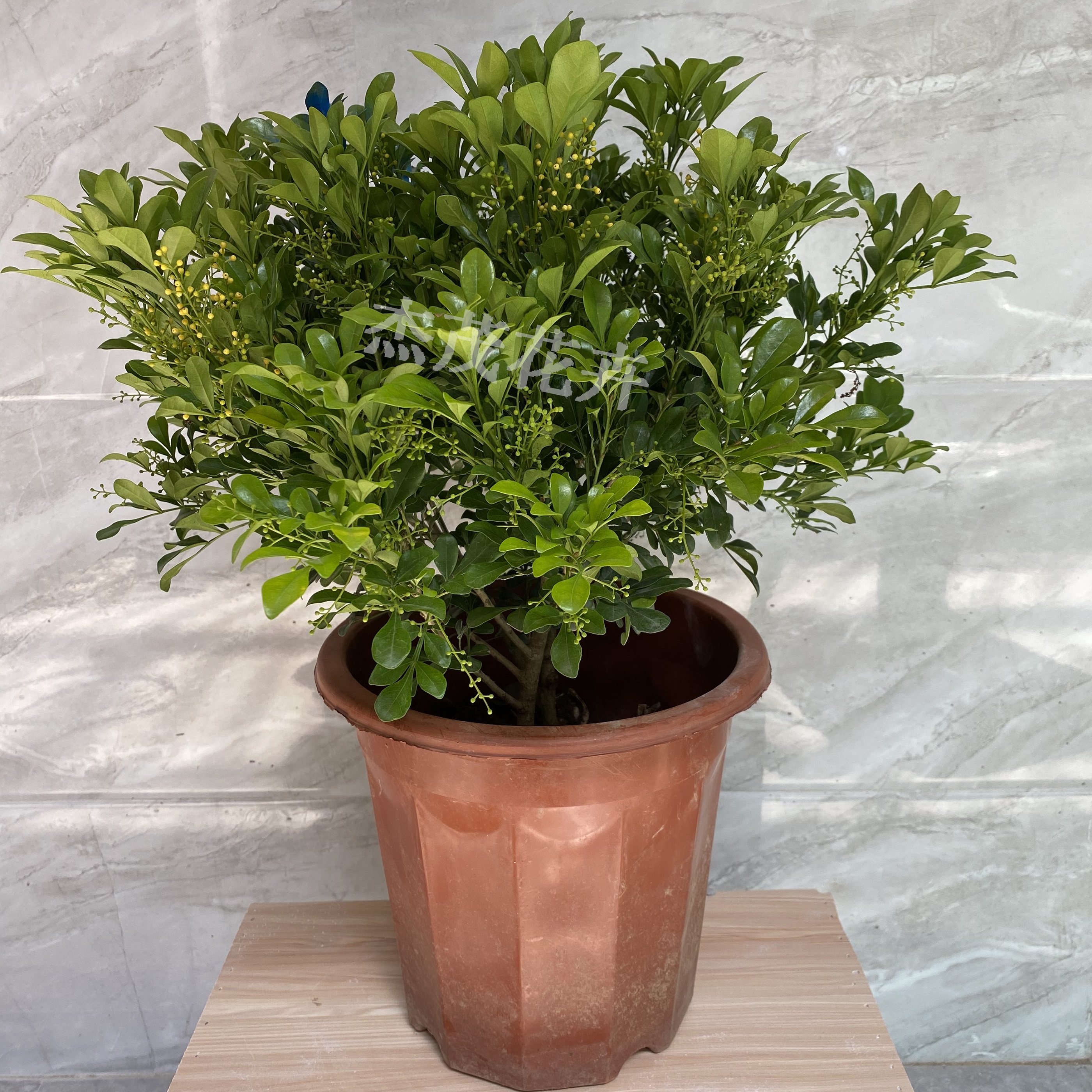 包邮米兰米兰花花苗盆栽四季开花常青室内外客厅时令草本花卉