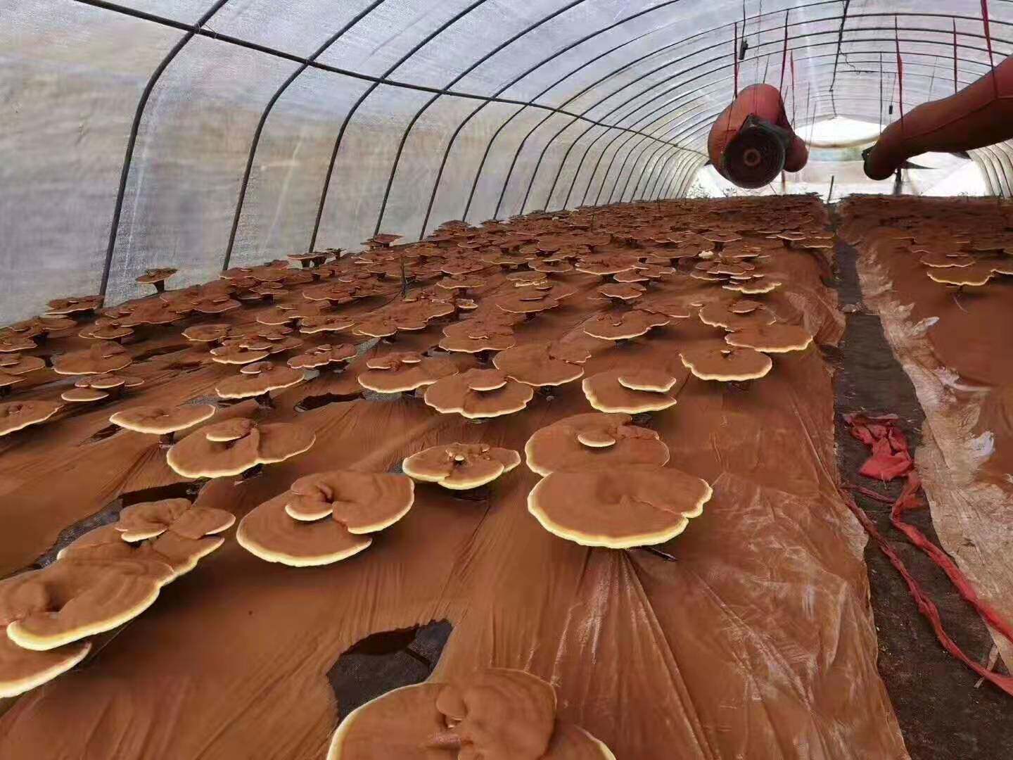 长白山灵芝孢子粉头道正宗林芝袍子粉特级椴木粉农家散装500克