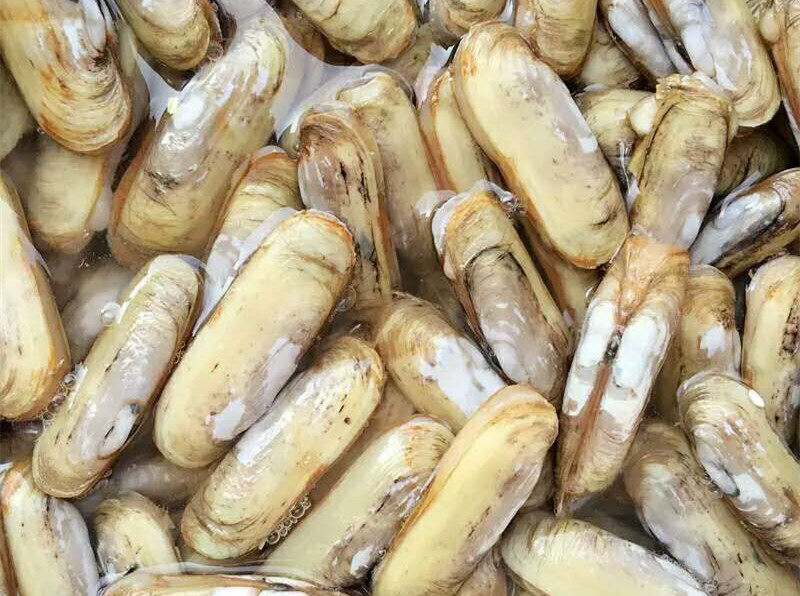 双头鲜活新鲜无沙蛏大竹蛏野生海贝海贝海海产品蛏子