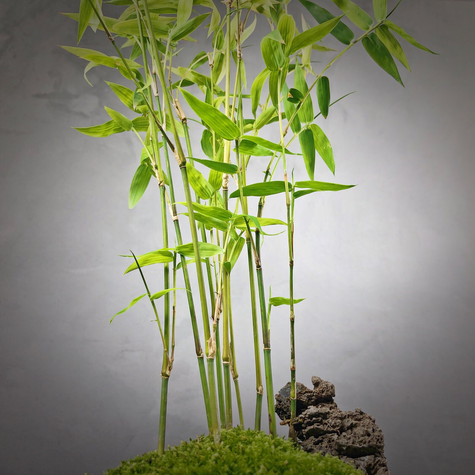 冶志日本琴丝丝竹米竹凤尾竹子盆景室内小植创意迷你植物