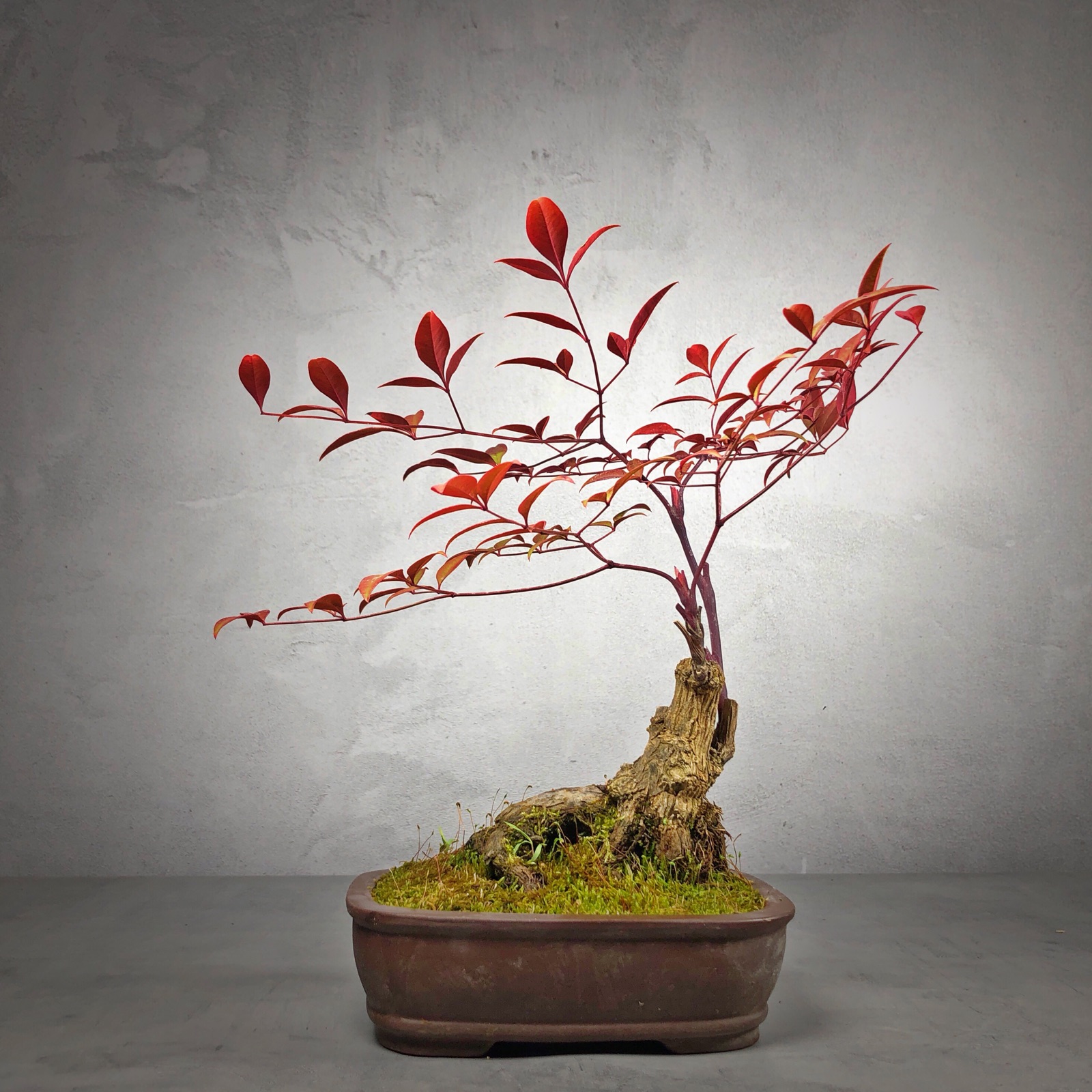 南天盆景天竺天竹抱石掌上文人绿植盆栽禅意创意迷你植物