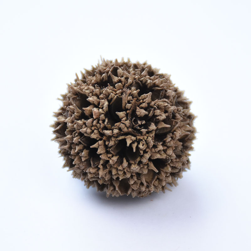 贵臣路路通500g克包邮 六六通枫球子枫树球可搭 通草 王不留行