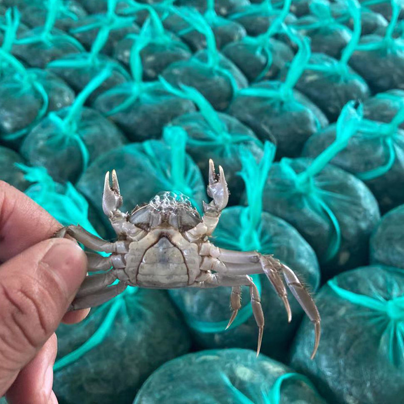 大母本3母5公精品蟹苗一斤30100只淡水大闸蟹苗毛蟹