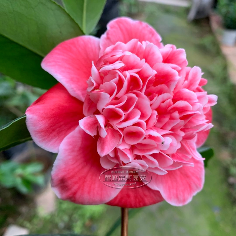 龙火珠茶花四季绿植盆栽花卉室内外阳台客厅庭院时令草本花卉