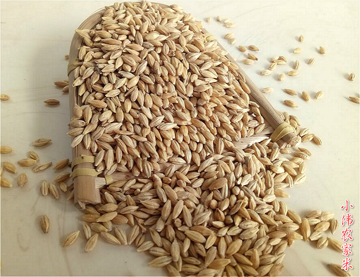 大麦东北北大麦粒带壳麦茶原料发芽麦草麦芽糖其它粮食