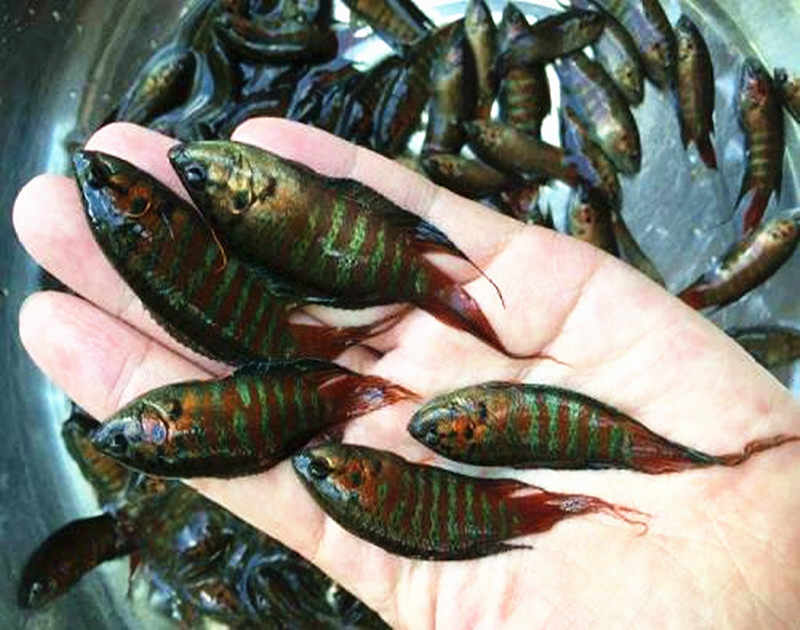 普叉斗鱼活体观赏鱼野生手巾鳑鲏菩萨热带宠物鱼