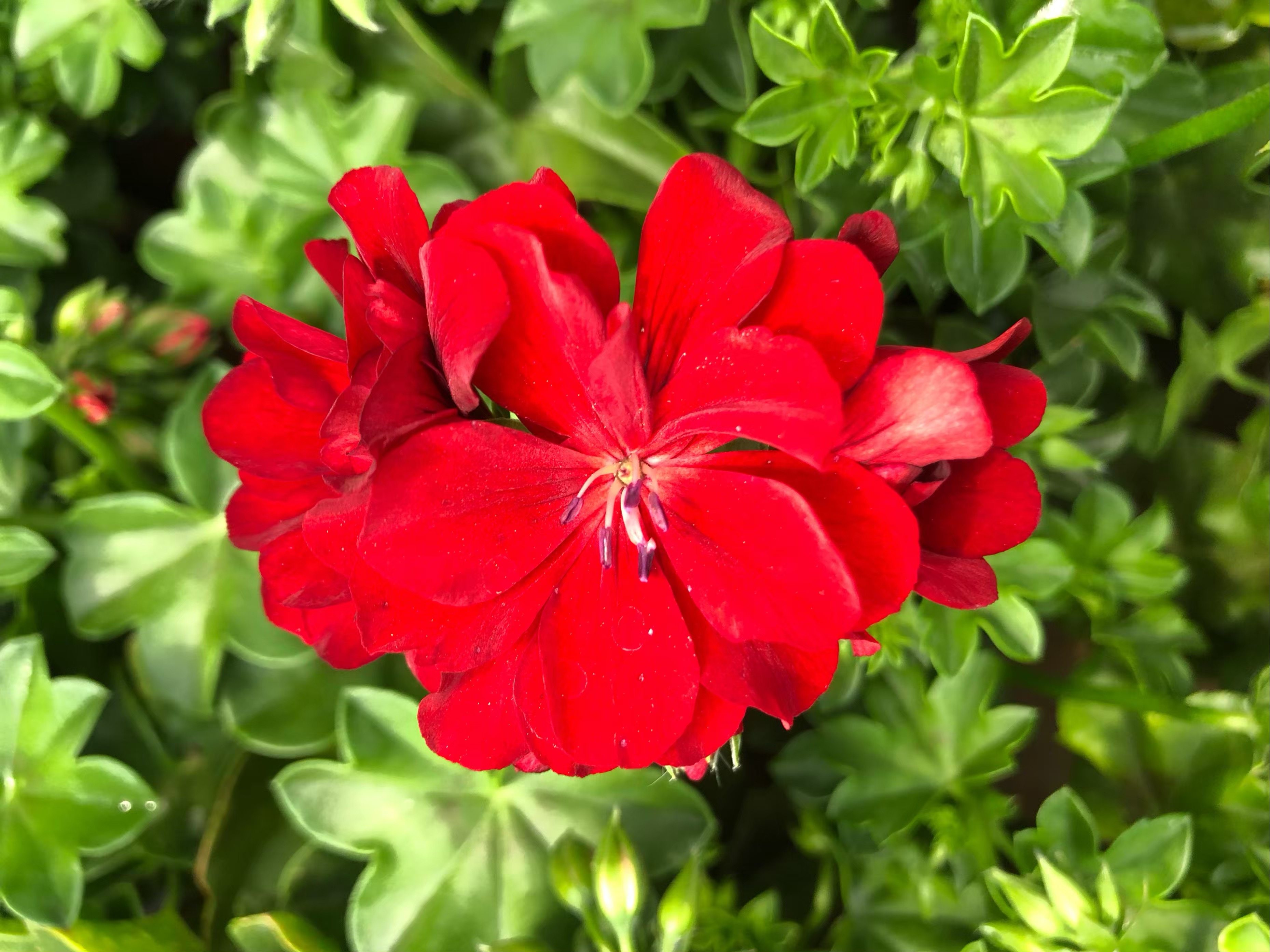 重瓣天竺盆栽花苗垂吊花卉植物室内四季带花时令草本花卉