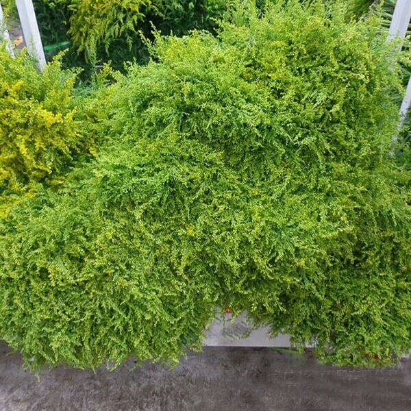 黄莺云南昆明鲜花瑰花束配草10支1扎新鲜绿色配草绿植花束配花