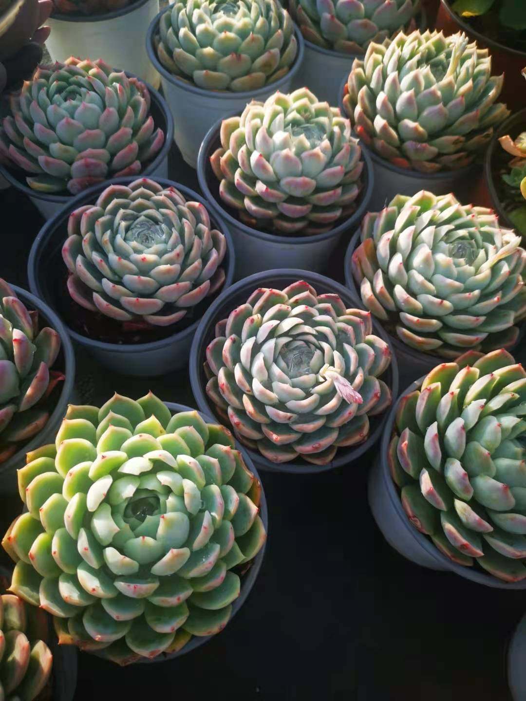 花卉盆栽多肉植物冰激凌10cm室内绿植防辐射多肉植物