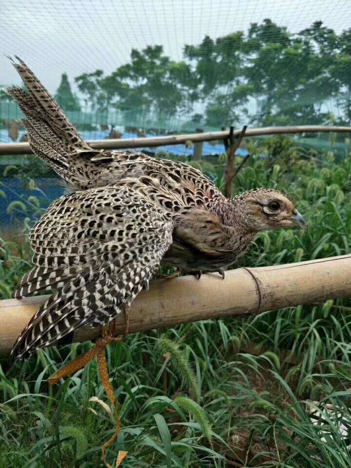 七彩山鸡活体现杀山鸡白条母鸡2只108元包邮真空包装新鲜山鸡肉