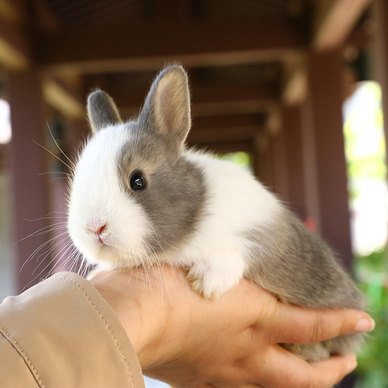 兔子活物侏儒宠物小白兔凤眼活体不大茶杯兔小兔