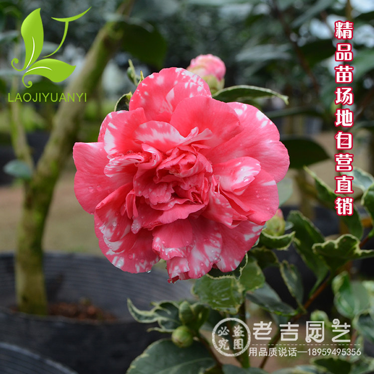 弁天神乐茶花树苗绿植茶花盆栽庭院茶花苗花卉观花植物山茶花苗