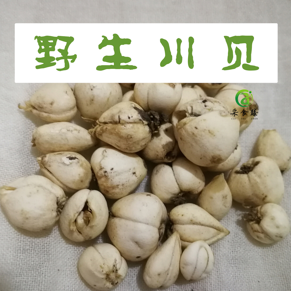 野生川贝阿坝中药材四川松贝尖贝珍珠贝可磨粉川贝