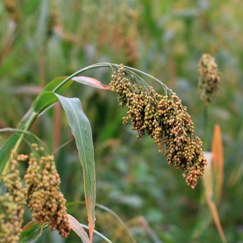 山西产地糜子笤帚扫把粽子软米大黄黄产地沁州家庭园艺种子