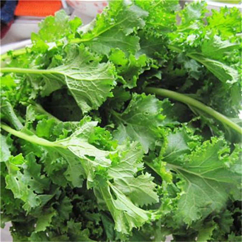 花叶苔菜种子越冬春季适合青菜海菜苔条耐低温家庭园艺种子