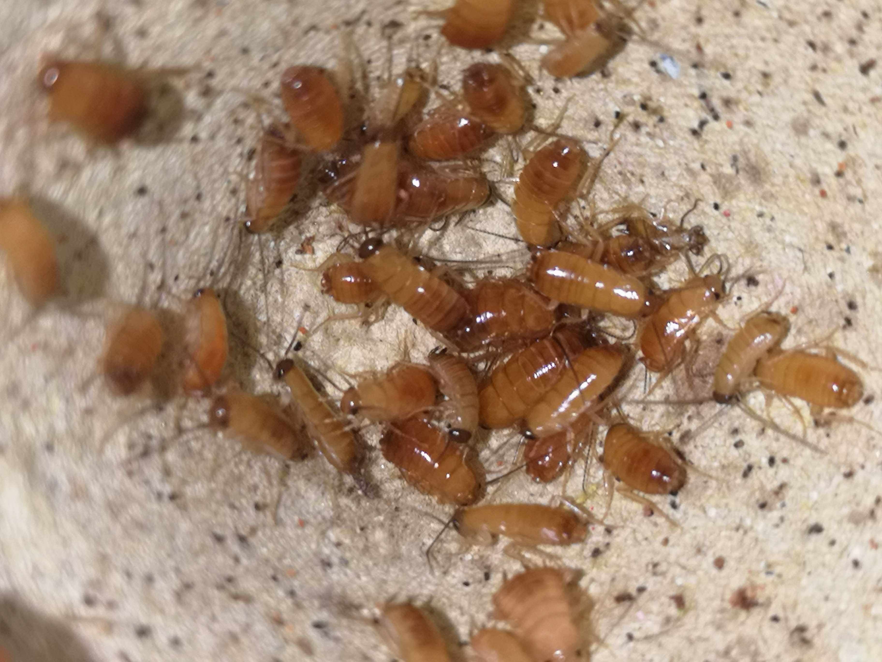 森林野人樱桃蟑螂活体螳螂守宫饲料特色爬宠