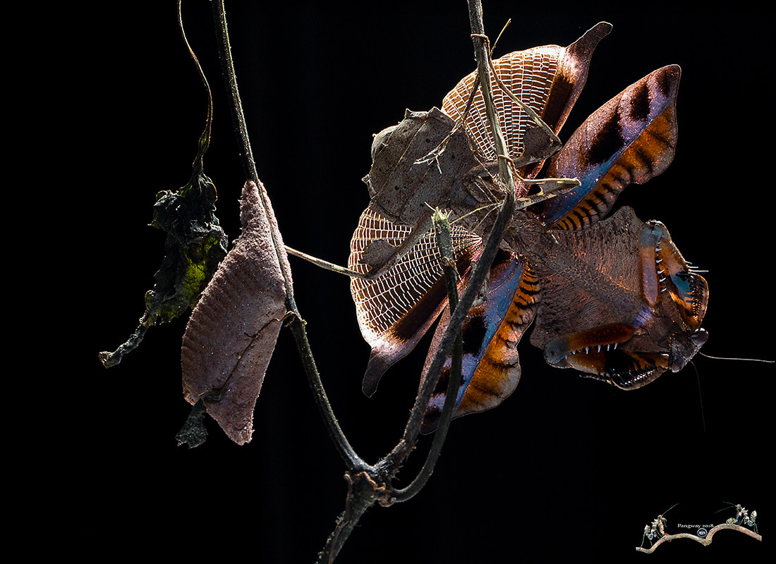 森林野人菱背螳螂活体螳螂摄影昆虫另类宠物活体