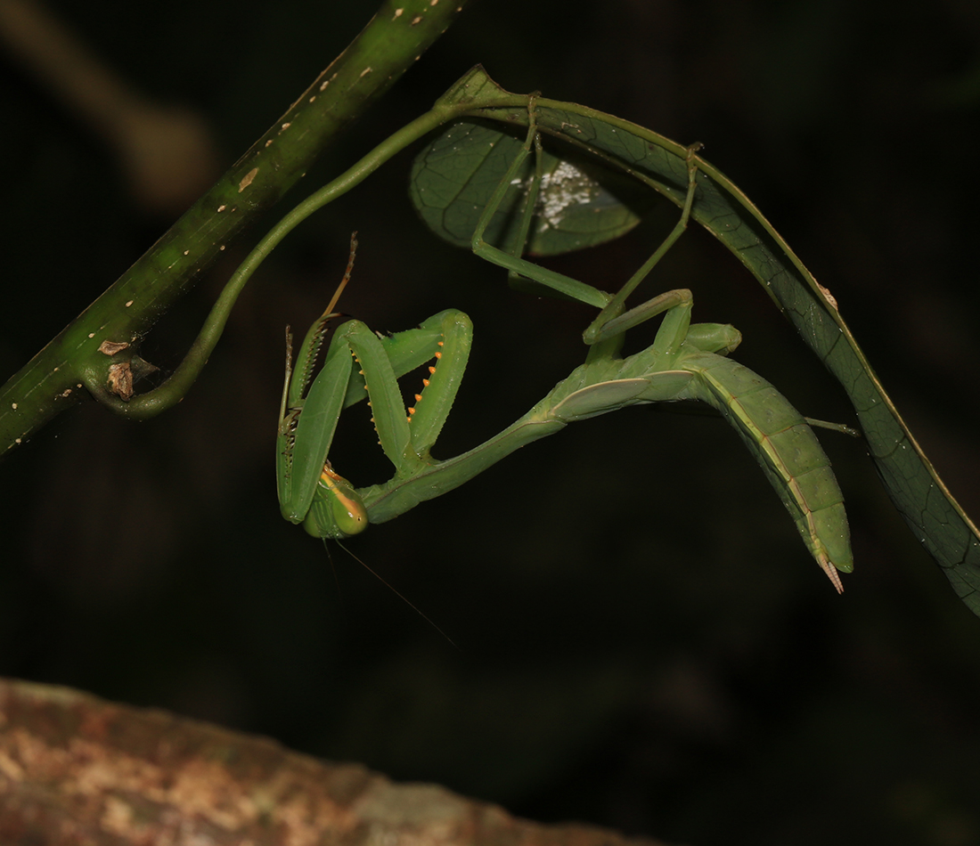 斧螳森林野人云南版纳螳螂各类昆虫特色爬宠