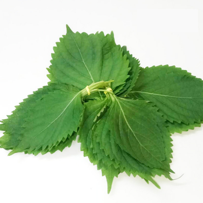 新鲜紫苏叶苏大叶寿司叶海鲜去腥调味包烤肉菜100g鲜苏子叶新鲜