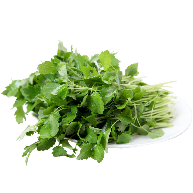 益母草新鲜坤草野菜女性修养生理需要500g菜鲜其它