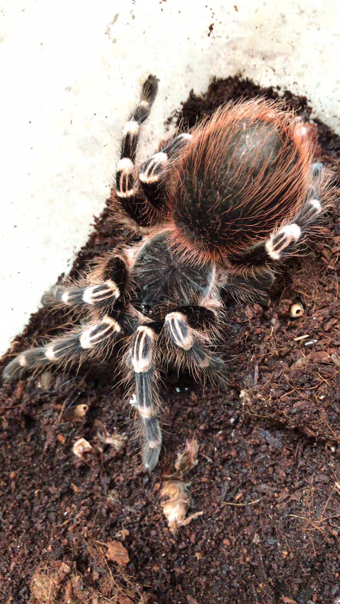 巴西白七白漆头足展316cm新手宠物玩具蜘蛛成体20厘米蜘蛛