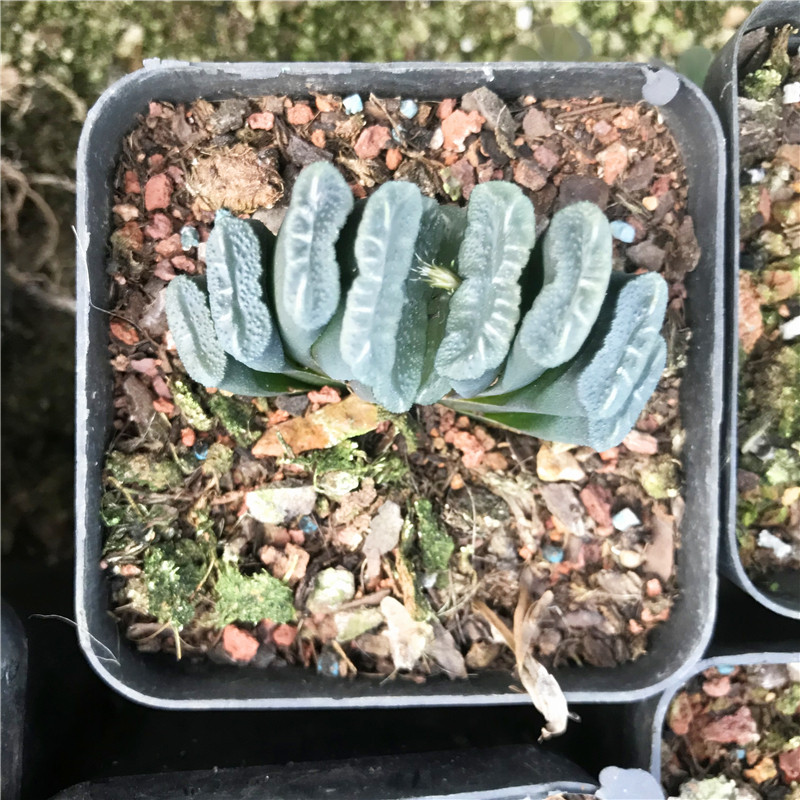 遇见多肉植物12卷类属墨玉一物一拍3年显纹多肉植物