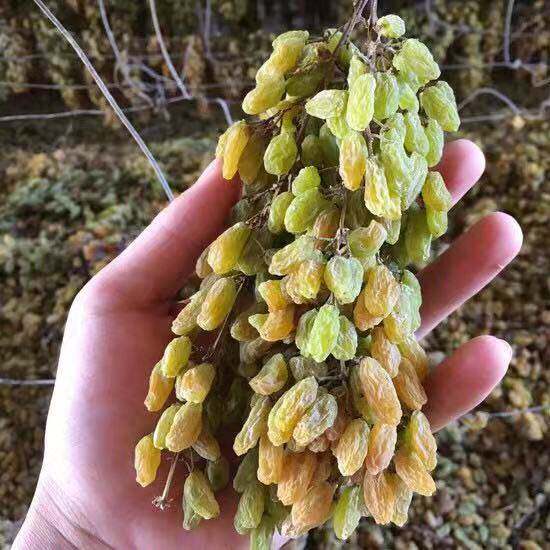 【2斤】新疆吐鲁番免洗葡萄干1000g包邮树上黄萄葡干自然晾晒500g