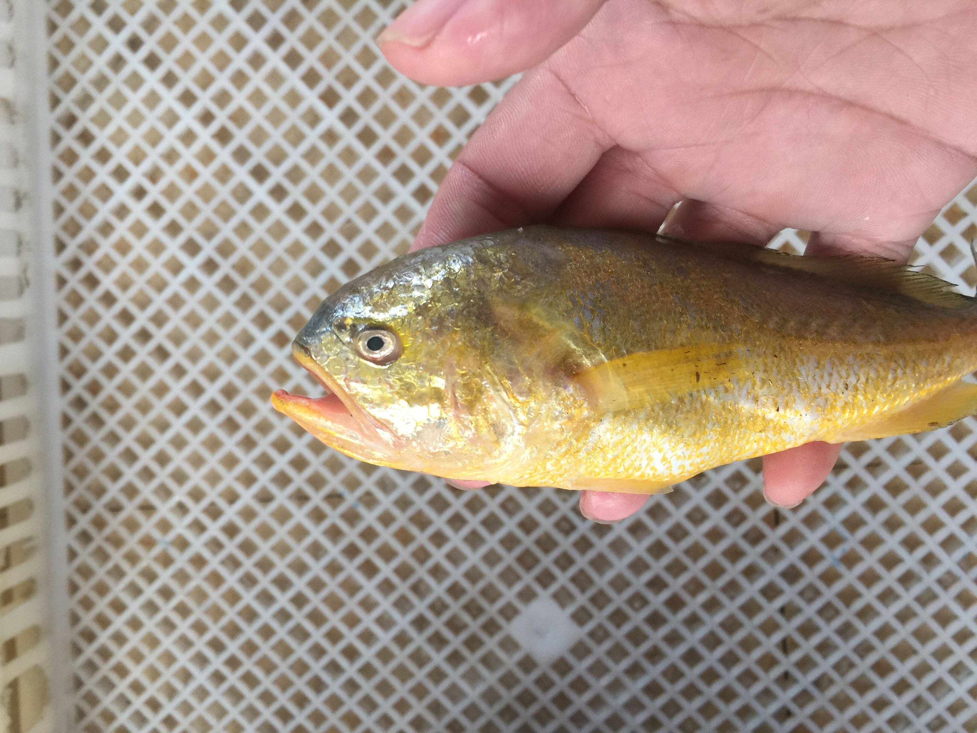 东海野生梅童鱼新鲜野生大胖头鱼梅子鱼小黄鱼象山子梅鱼鲜活水产