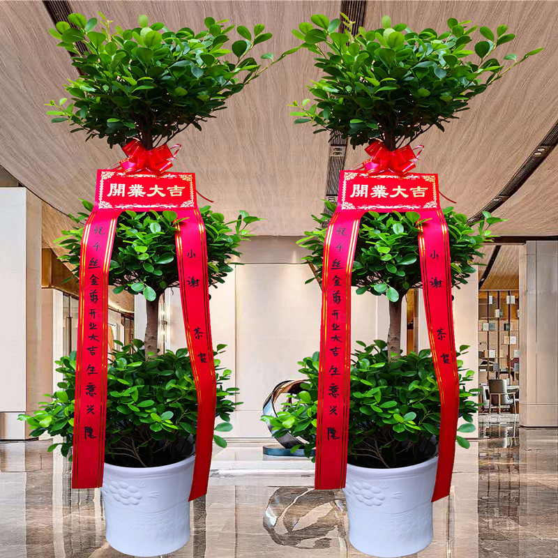 大型绿植盆栽开业送礼辫子发财树摇钱树绿萝散尾大型绿植