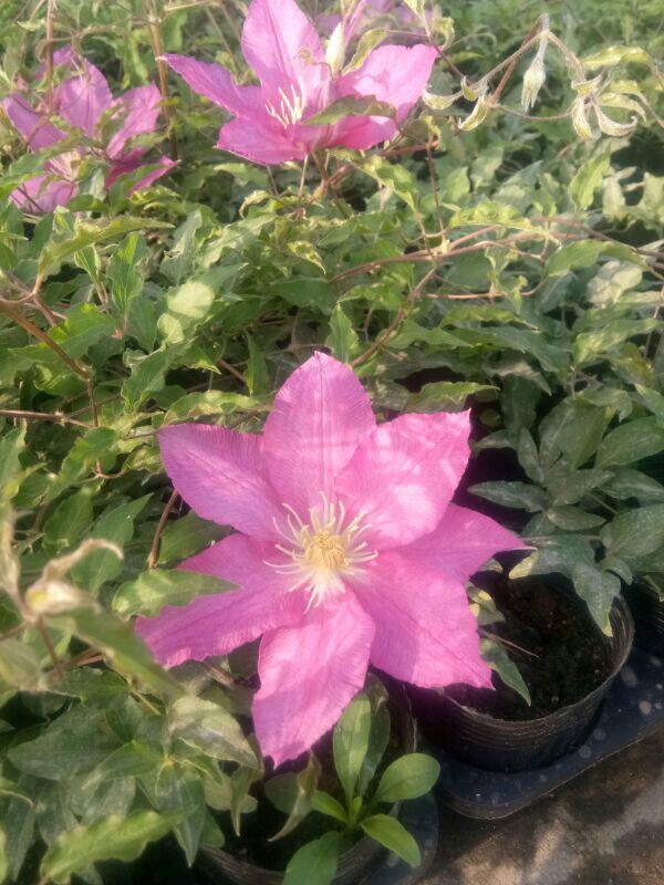 龙龙月季园艺自由铁线莲新品早花大花绿植花卉时令草本花卉