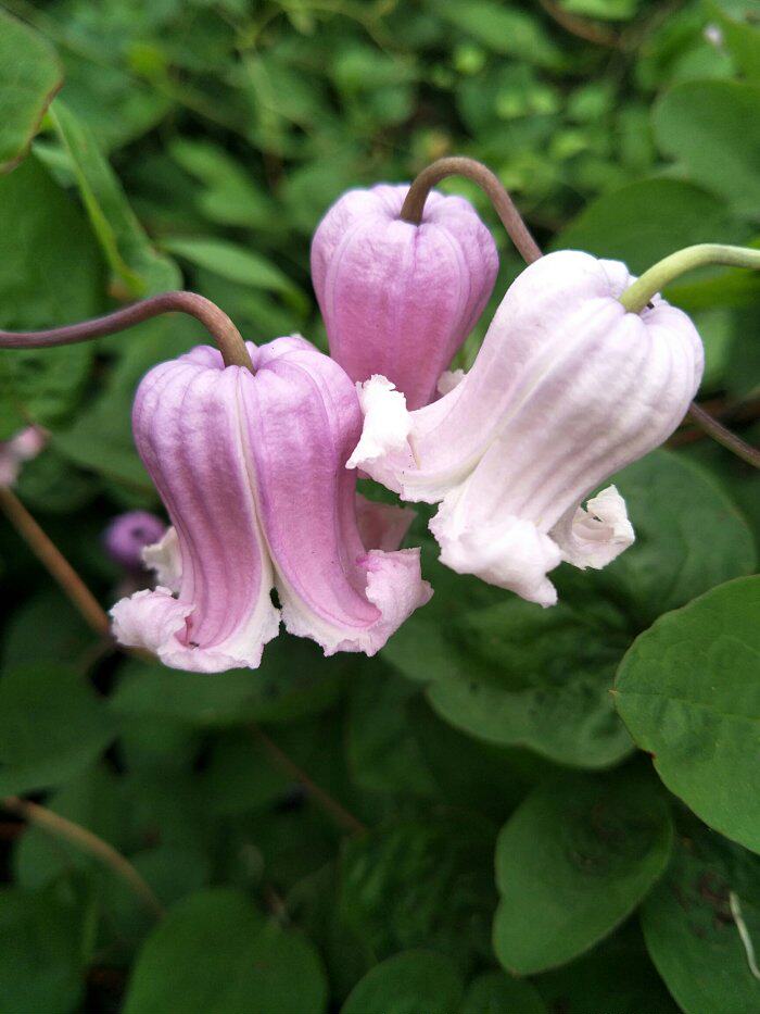 龙龙月季园艺晨雾铁线莲铃铛爬藤植物阳台庭院时令草本花卉