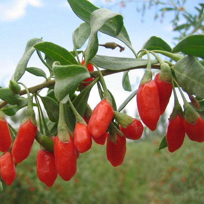 产地新品正宗宁夏银川市中宁土特产农家家小枸杞枸杞