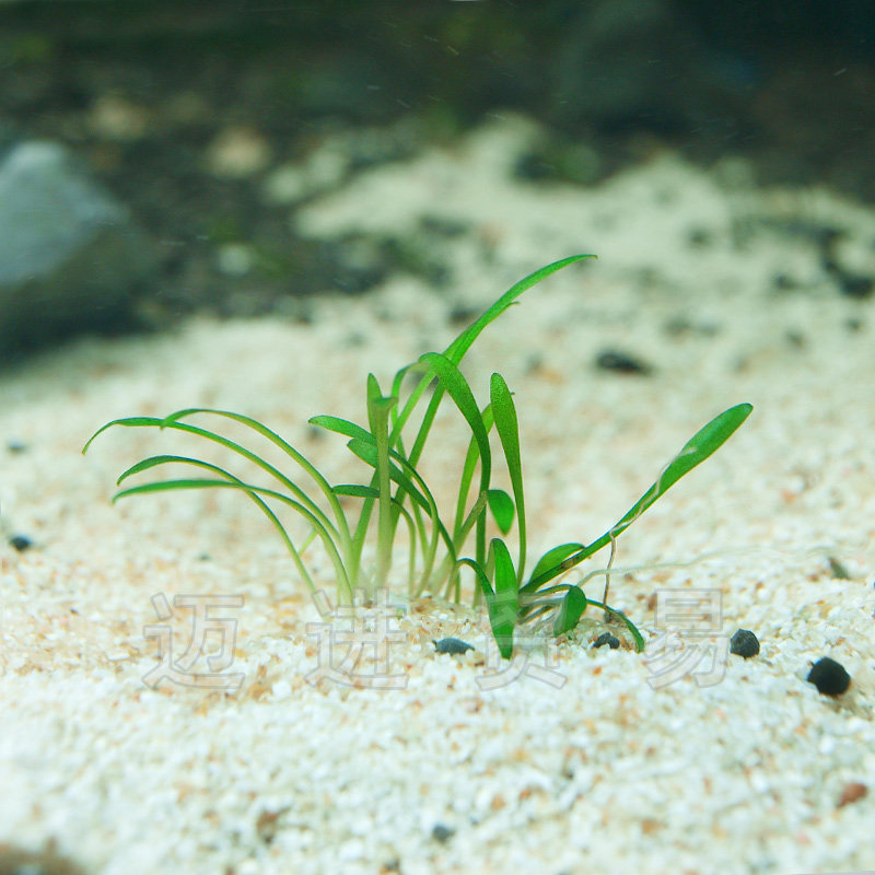 迷你前景水草100自养罕有椒草小青椒一株12元水草