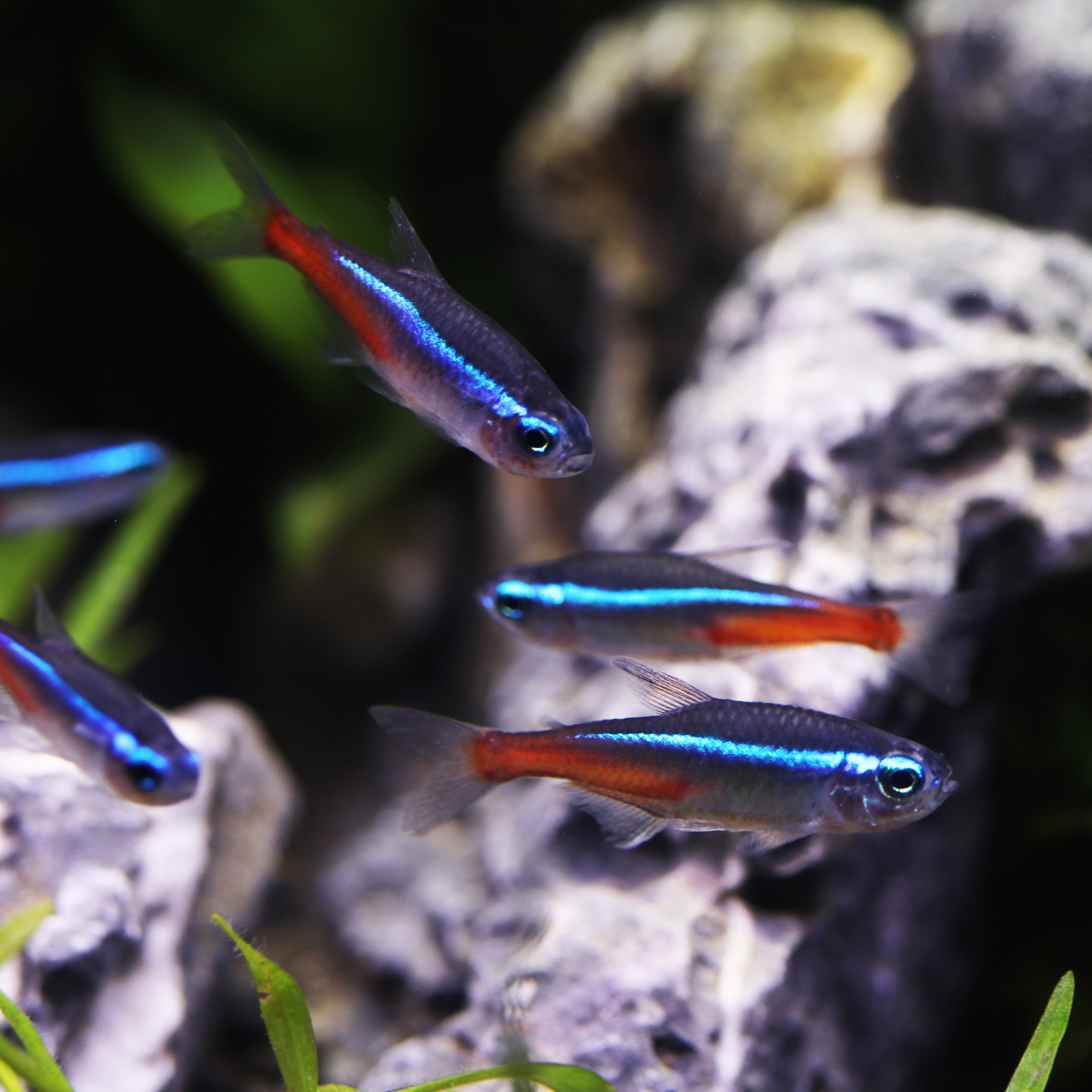 活体红绿灯小型灯科热带观赏鱼淡水鱼绿莲灯群游草缸鱼