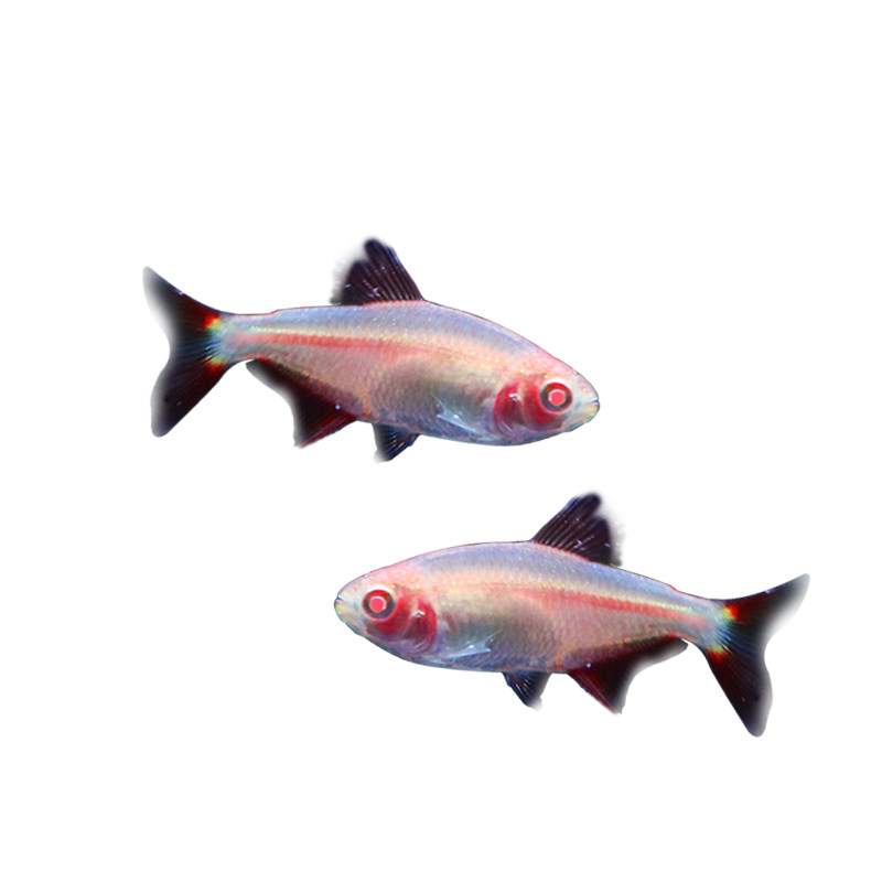 观赏鱼天使冷水活体红眼淡水鱼小型不加加温天使鱼鱼