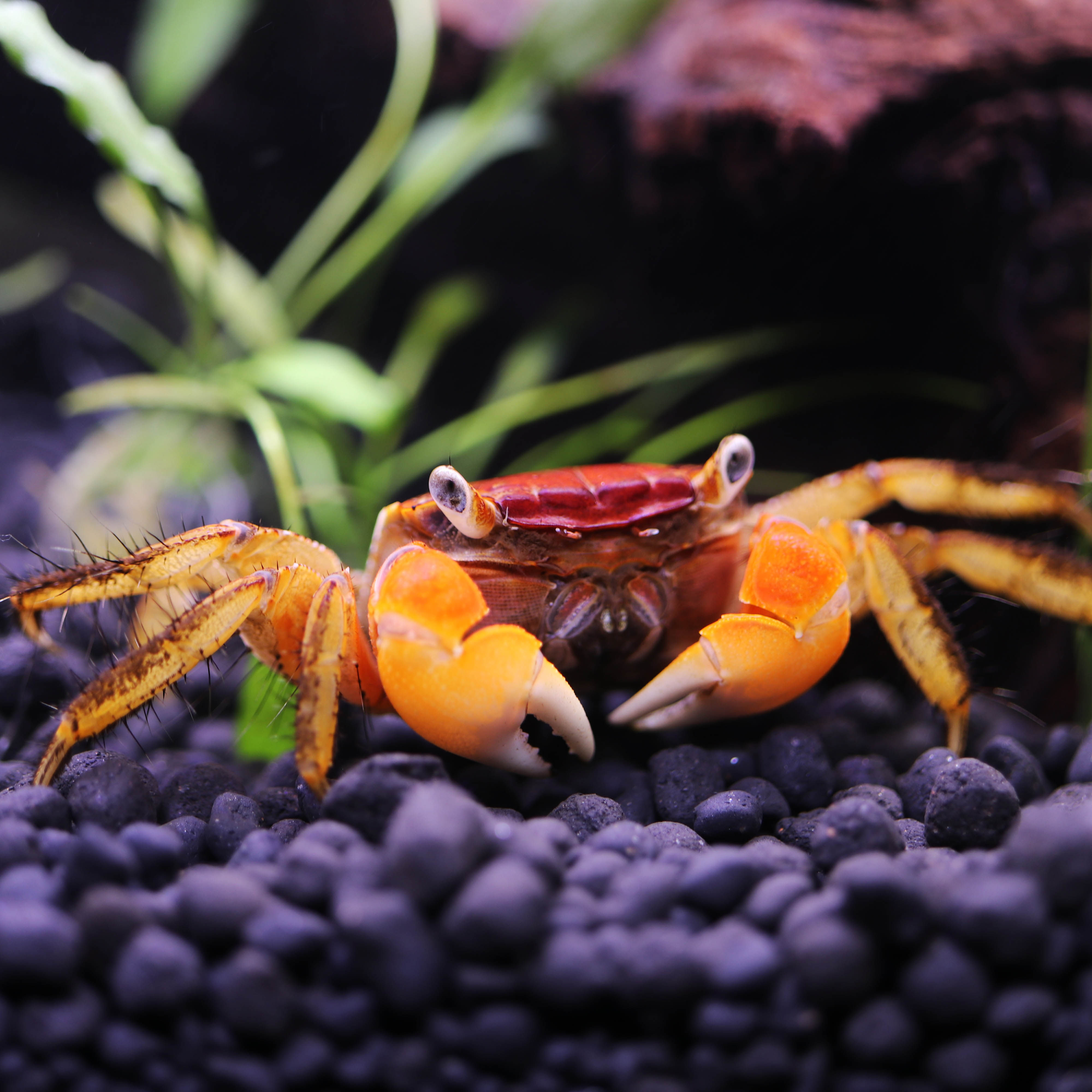 红螯观赏淡水宠物活体膛臂红手陆缸相守水族蟹