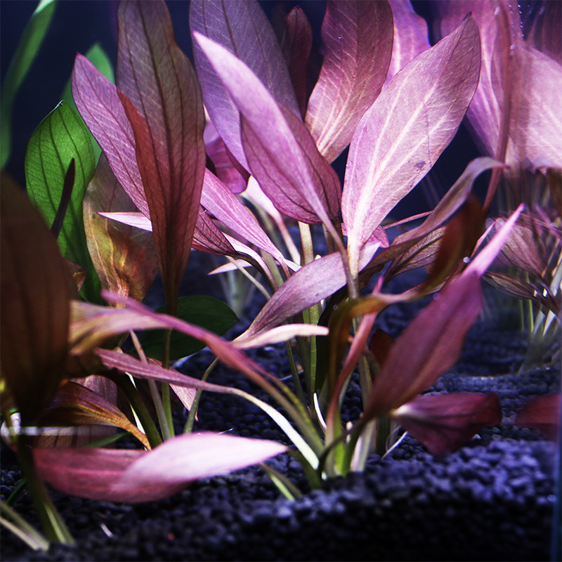 水草皇冠旦头中前后景草真绿蛋皇冠鱼鱼缸水族箱水草