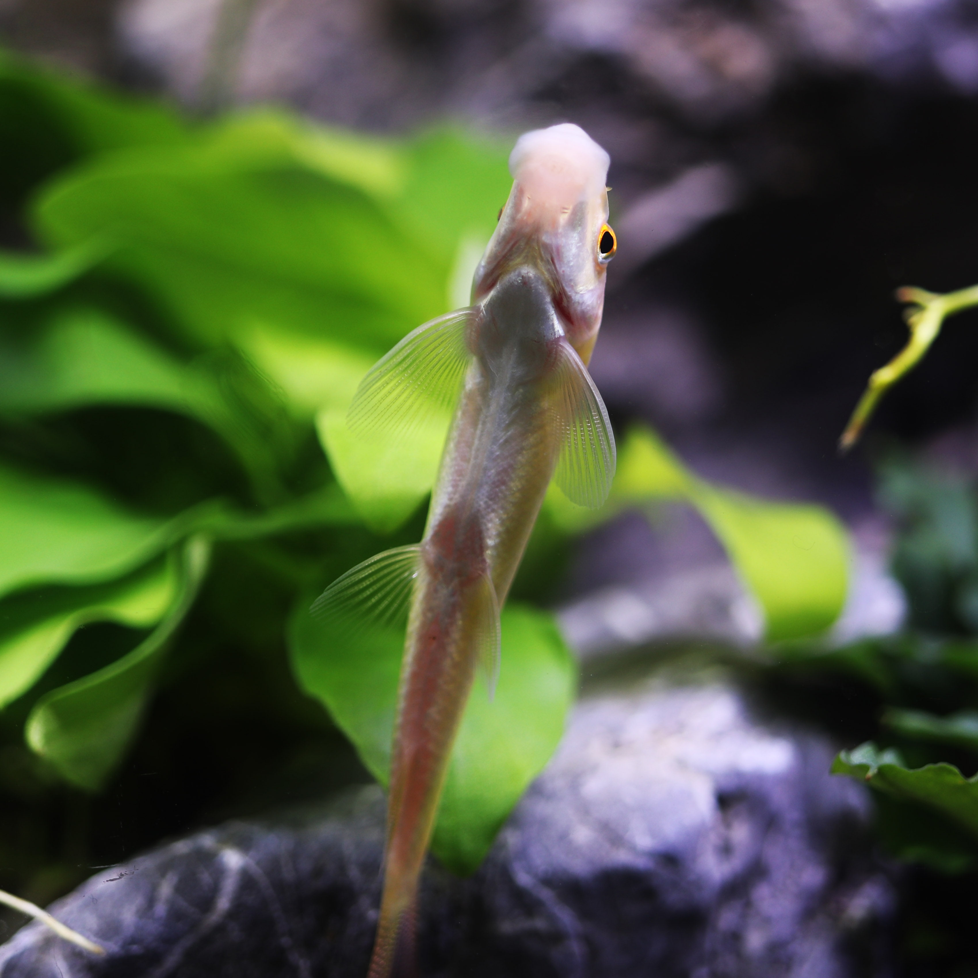 金苔鼠鱼活体淡水热带观赏鱼清道夫青苔鼠鱼缸清洁工具鱼除藻底栖-mc