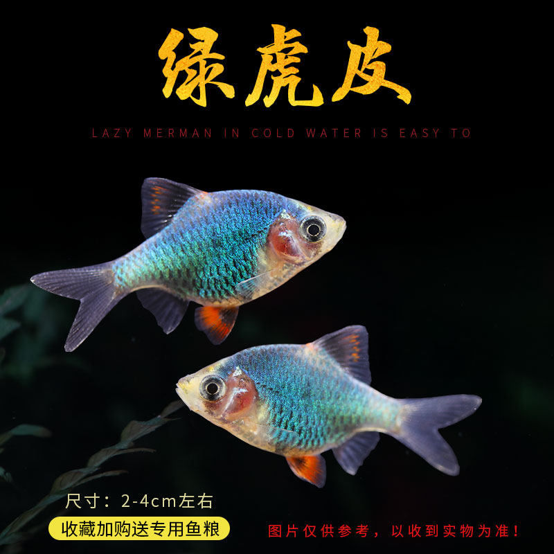 虎皮活体热带观赏鱼小型新手好养耐活绿虎淡水鱼鱼