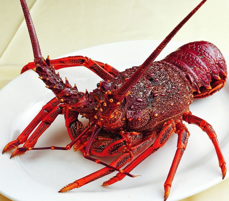 北京同城澳龙鲜活新鲜活体食用海鲜水产2斤活虾