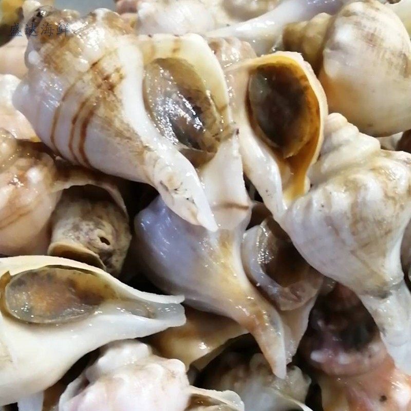 500g北京同城鲜活白螺角螺海螺无沙新鲜水产海螺